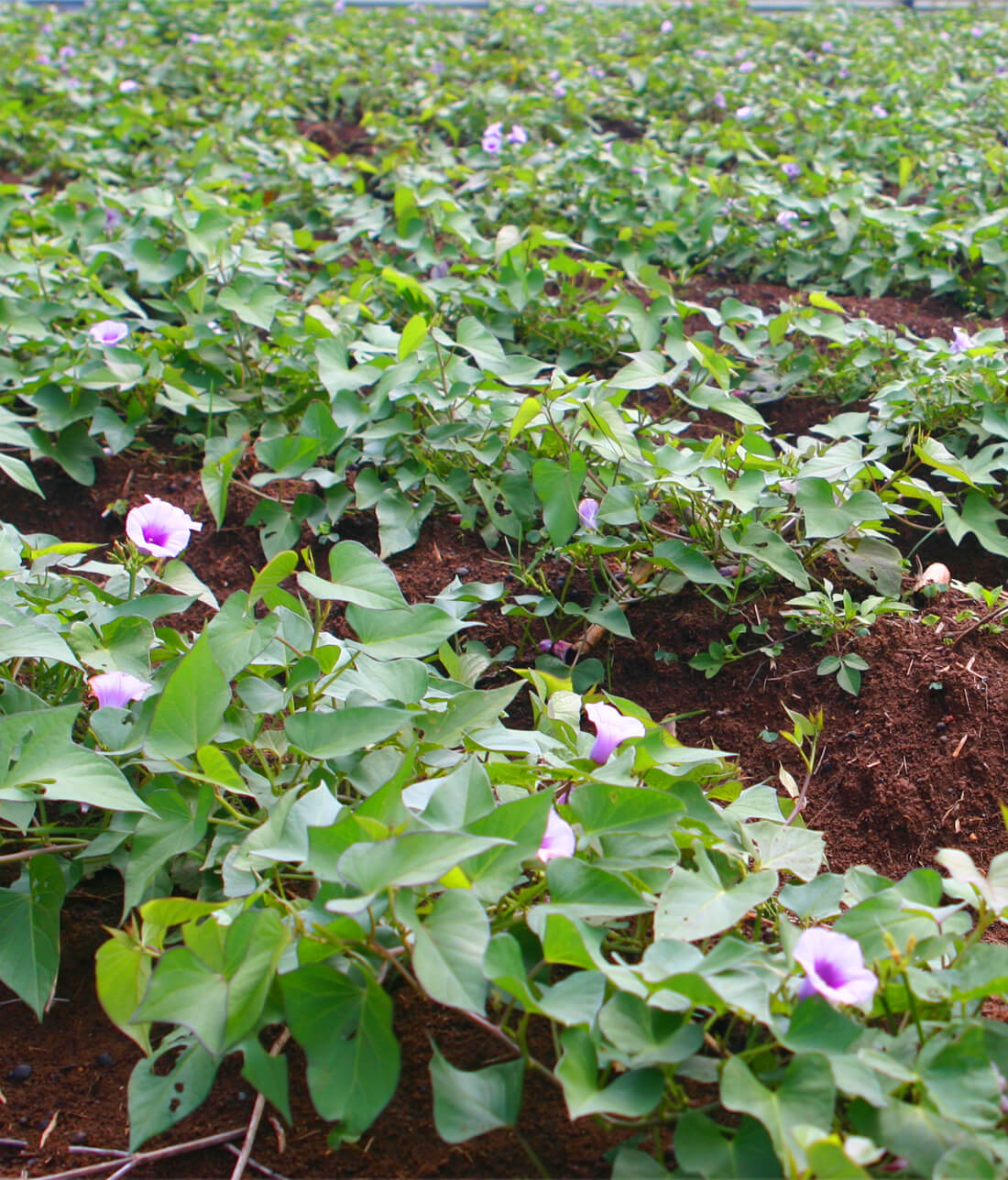 red sweet potato field