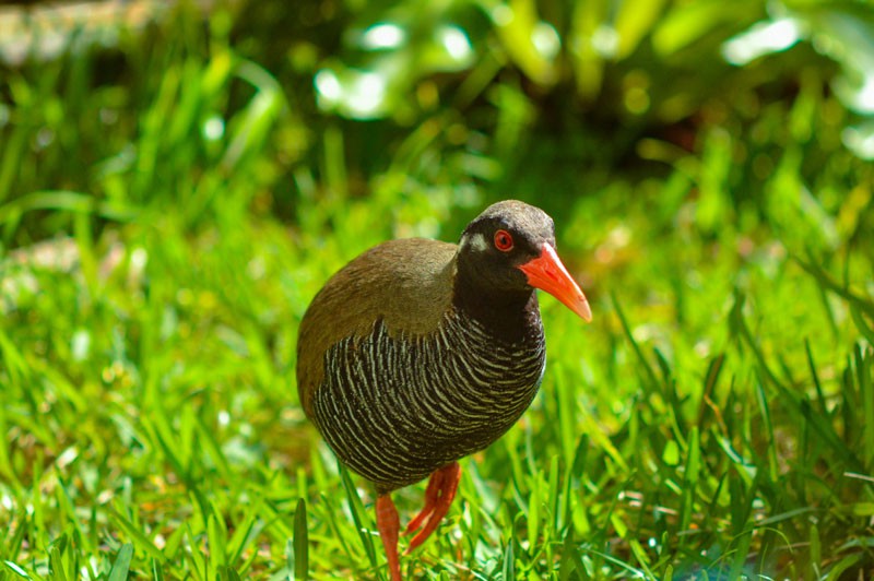 ヤンバルクイナの日-沖縄固有の希少な鳥をの保護のために